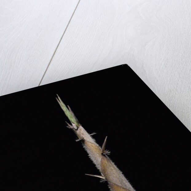 Phyllostachys nigra var. henonis (Henon bamboo) - shoot by Anonymous