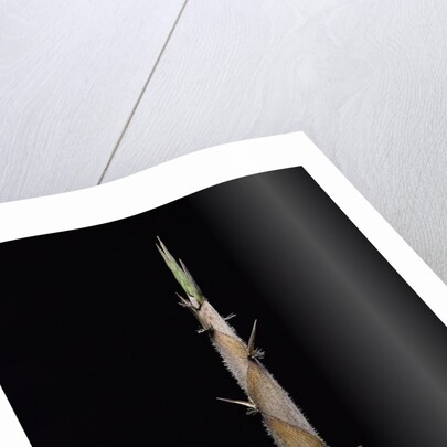 Phyllostachys nigra var. henonis (Henon bamboo) - shoot by Anonymous