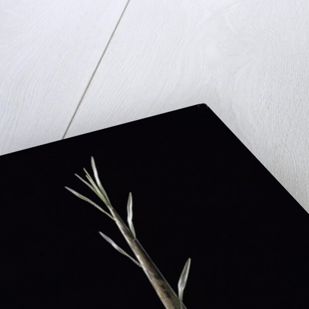 Phyllostachys nuda (nuda bamboo) - shoot by Anonymous