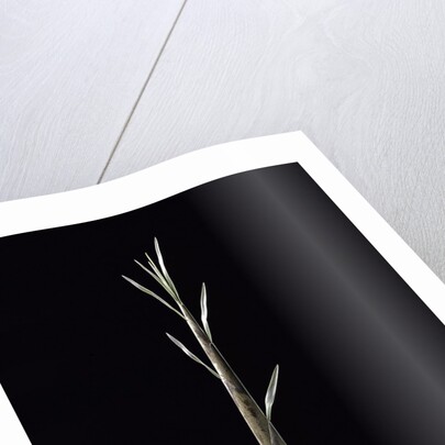 Phyllostachys nuda (nuda bamboo) - shoot by Anonymous