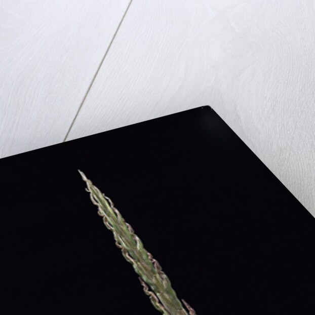 Phyllostachys parvifolia (Anji golden bamboo) - shoot by Anonymous