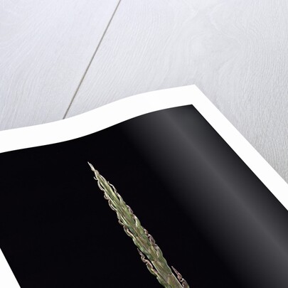 Phyllostachys parvifolia (Anji golden bamboo) - shoot by Anonymous