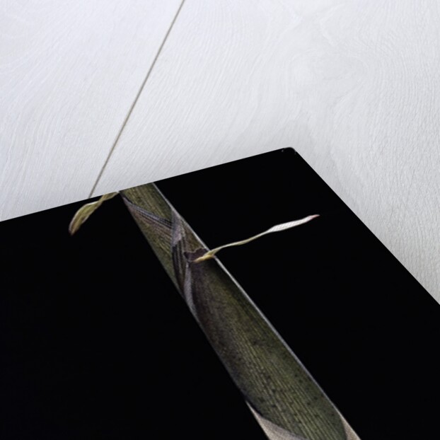 Phyllostachys propinqua (bambou) - pousse by Anonymous