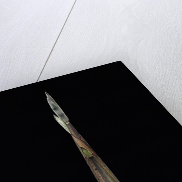 Phyllostachys propinqua (sand bamboo) - shoot by Anonymous