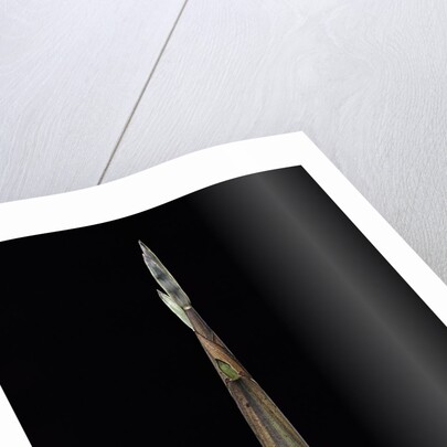 Phyllostachys propinqua (sand bamboo) - shoot by Anonymous