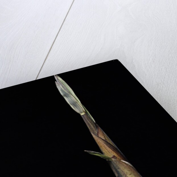 Phyllostachys propinqua (sand bamboo) - shoot by Anonymous