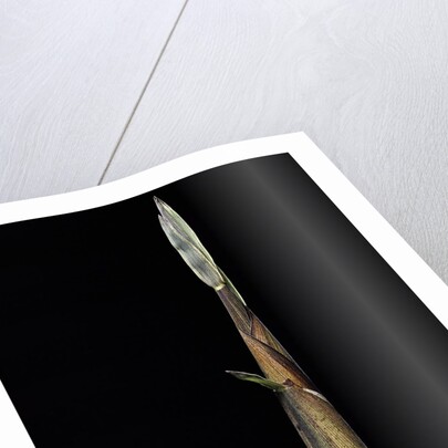 Phyllostachys propinqua (sand bamboo) - shoot by Anonymous