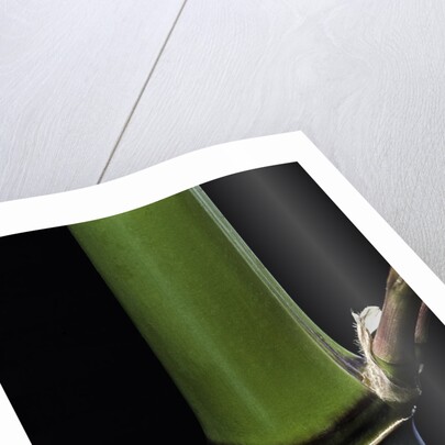 Phyllostachys propinqua (sand bamboo) by Anonymous