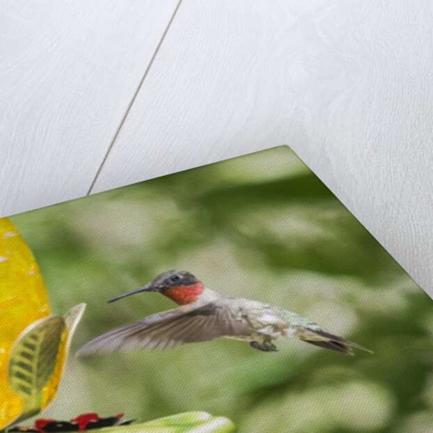 Ruby-throated Hummingbird by Anonymous
