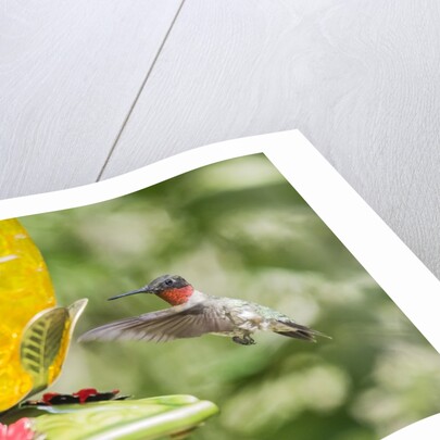 Ruby-throated Hummingbird by Anonymous