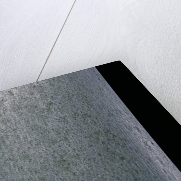 Phyllostachys pubescens (Moso bamboo) by Anonymous