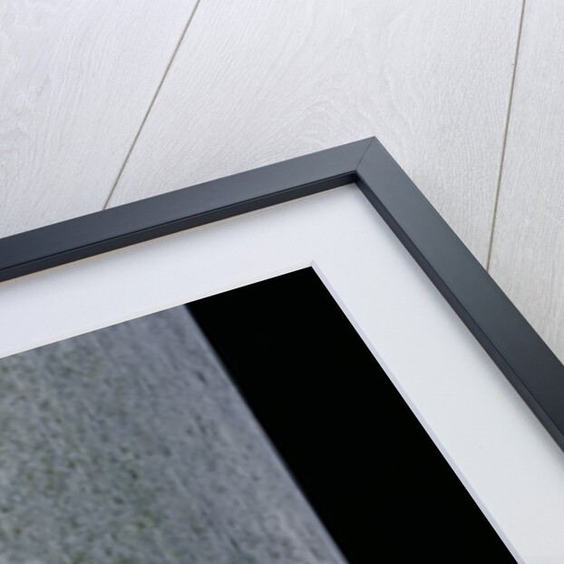 Phyllostachys pubescens (Moso bamboo) by Anonymous