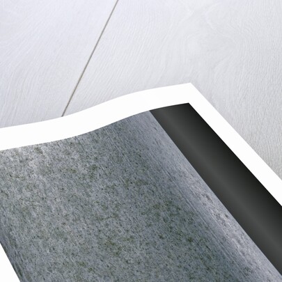 Phyllostachys pubescens (Moso bamboo) by Anonymous