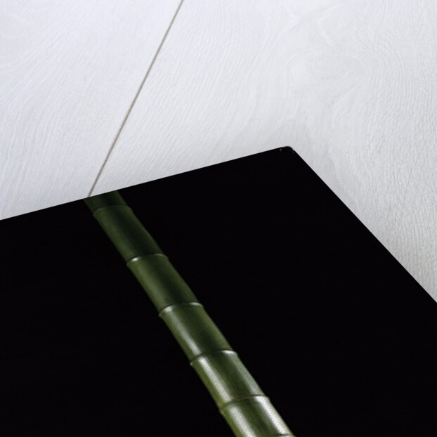 Phyllostachys pubescens (Moso bamboo) by Anonymous