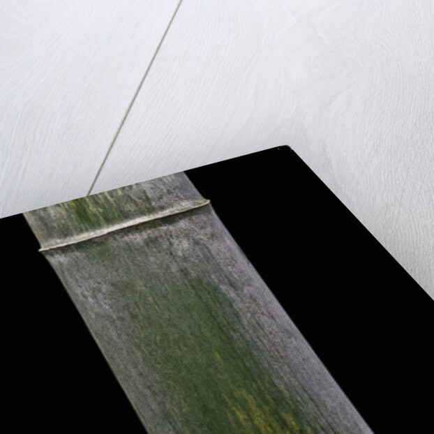 Phyllostachys pubescens (Moso bamboo) by Anonymous