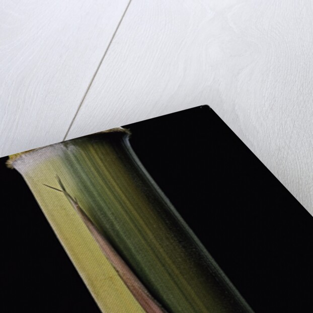 Phyllostachys pubescens 'Bicolor' (mosochiku bamboo) - joung culm by Anonymous