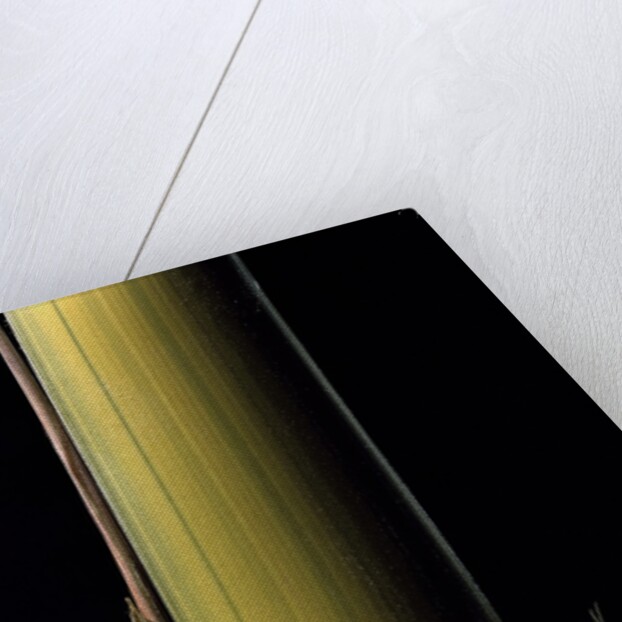 Phyllostachys pubescens 'Bicolor' (mosochiku bamboo) - joung culm by Anonymous