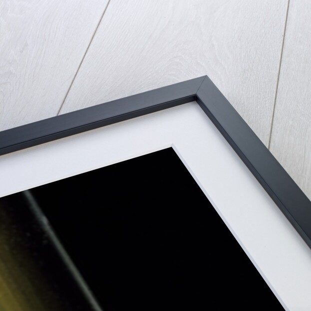 Phyllostachys pubescens 'Bicolor' (mosochiku bamboo) - joung culm by Anonymous