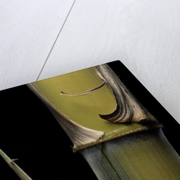 Phyllostachys pubescens 'Bicolor' (mosochiku bamboo) - joung culm by Anonymous