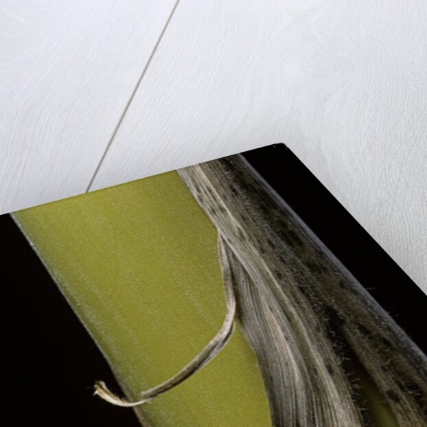 Phyllostachys pubescens 'Bicolor' (mosochiku bamboo) - joung culm by Anonymous