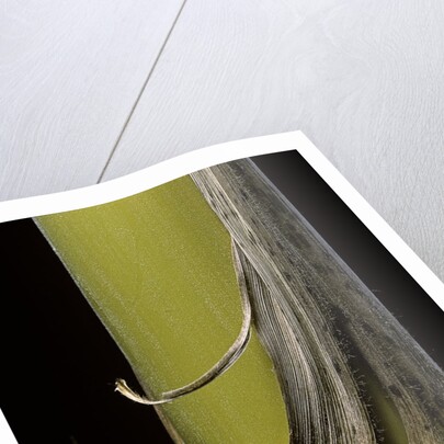 Phyllostachys pubescens 'Bicolor' (mosochiku bamboo) - joung culm by Anonymous