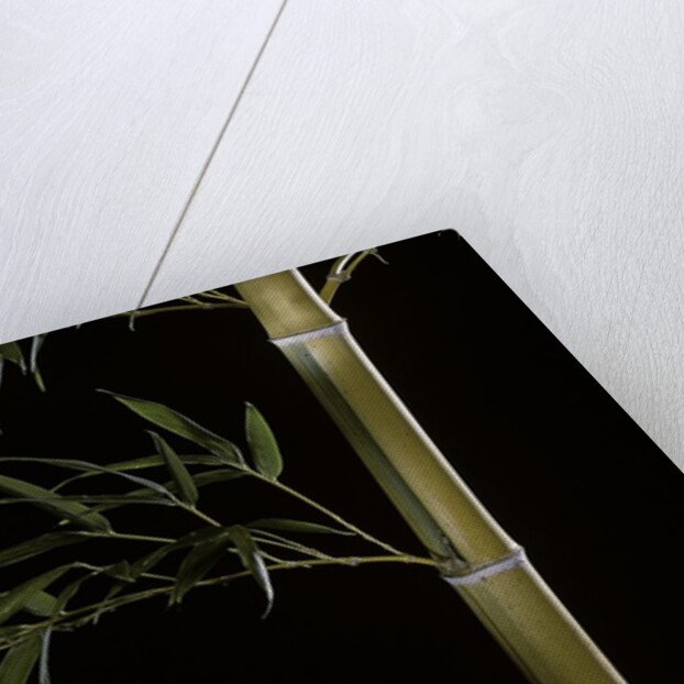 Phyllostachys pubescens 'Bicolor' (mosochiku bamboo) by Anonymous