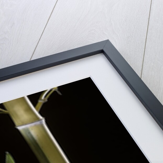 Phyllostachys pubescens 'Bicolor' (mosochiku bamboo) by Anonymous