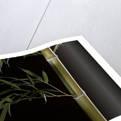 Phyllostachys pubescens 'Bicolor' (mosochiku bamboo) by Anonymous