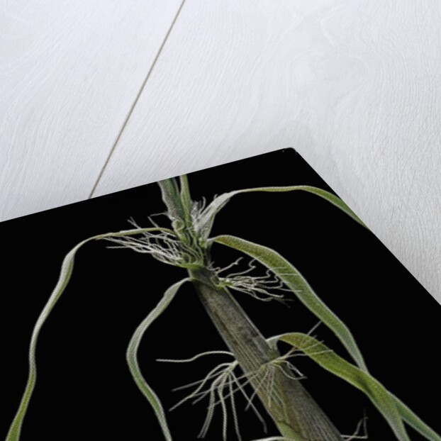 Phyllostachys sp. (bamboo) - shoot by Anonymous