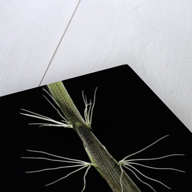 Phyllostachys sp. (bamboo) - shoot by Anonymous