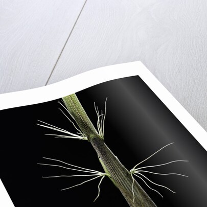 Phyllostachys sp. (bamboo) - shoot by Anonymous