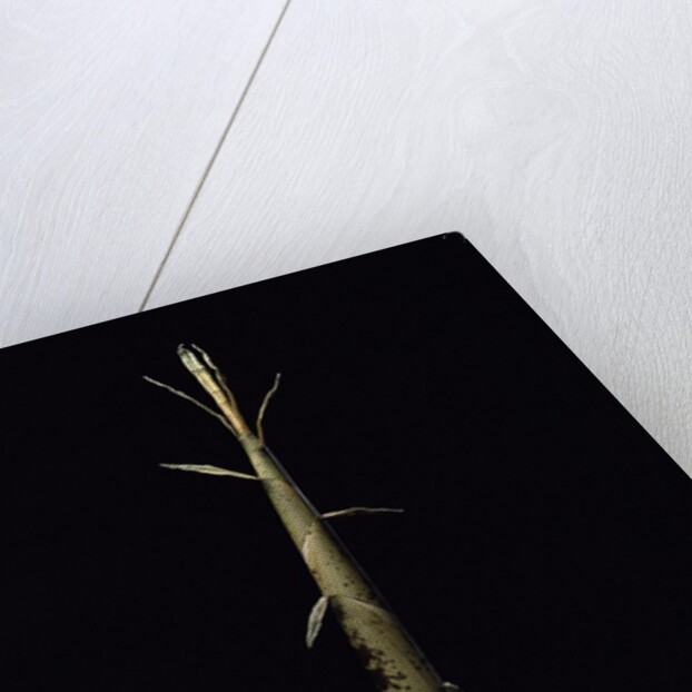 Phyllostachys viridis 'Mitis' (bamboo) - shoot by Anonymous