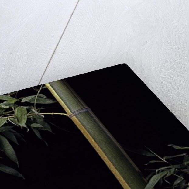 Phyllostachys viridis 'Sulfurea' (bamboo) by Anonymous