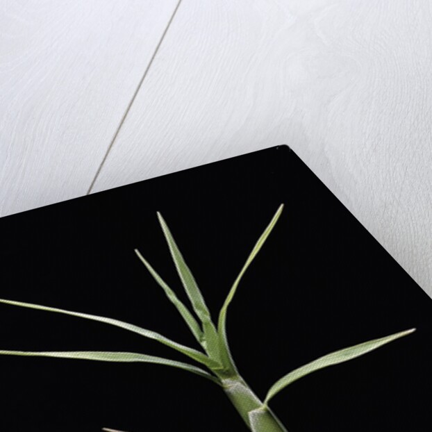 Pleioblastus chino (shino bamboo) - shoot by Anonymous