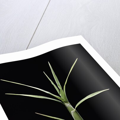 Pleioblastus chino (shino bamboo) - shoot by Anonymous