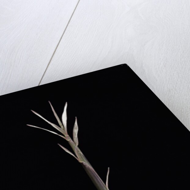 Pleioblastus chino f. legantissimus (bamboo) - shoot by Anonymous