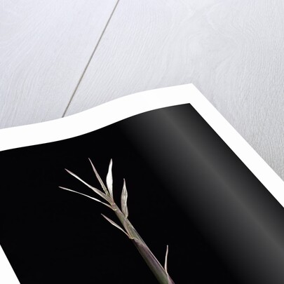 Pleioblastus chino f. legantissimus (bamboo) - shoot by Anonymous