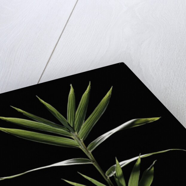 Pleioblastus distichus (dwarf fernleaf bamboo) by Anonymous