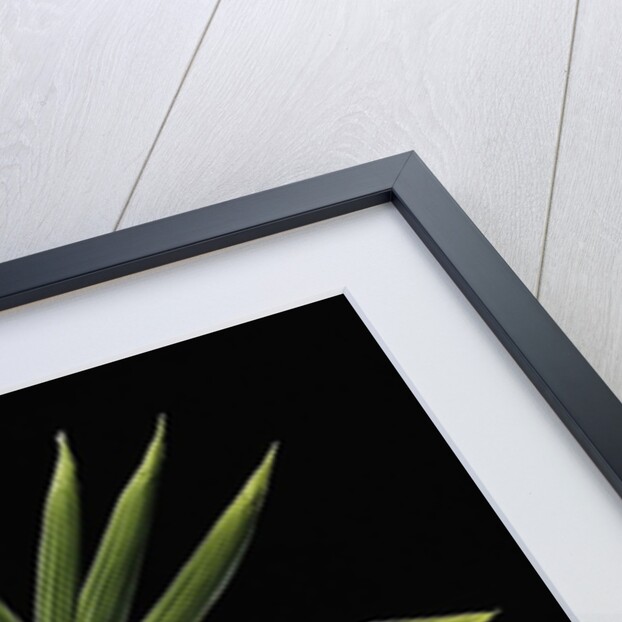 Pleioblastus distichus (dwarf fernleaf bamboo) by Anonymous