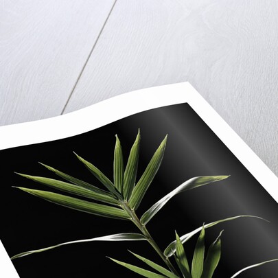 Pleioblastus distichus (dwarf fernleaf bamboo) by Anonymous