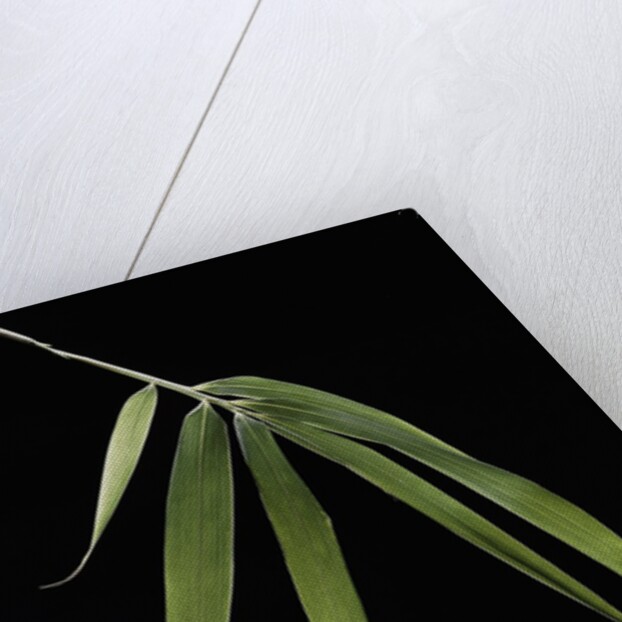 Pleioblastus hindsii (Hinds' cane-bamboo) - leaf by Anonymous