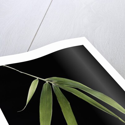 Pleioblastus hindsii (Hinds' cane-bamboo) - leaf by Anonymous