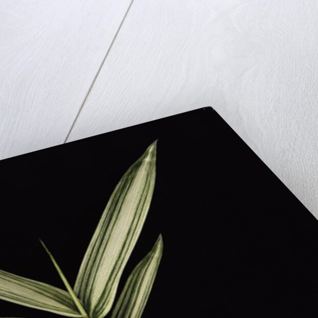 Pleioblastus shibuyanus 'Tsuboi' (tsuboi bamboo) - leaf by Anonymous