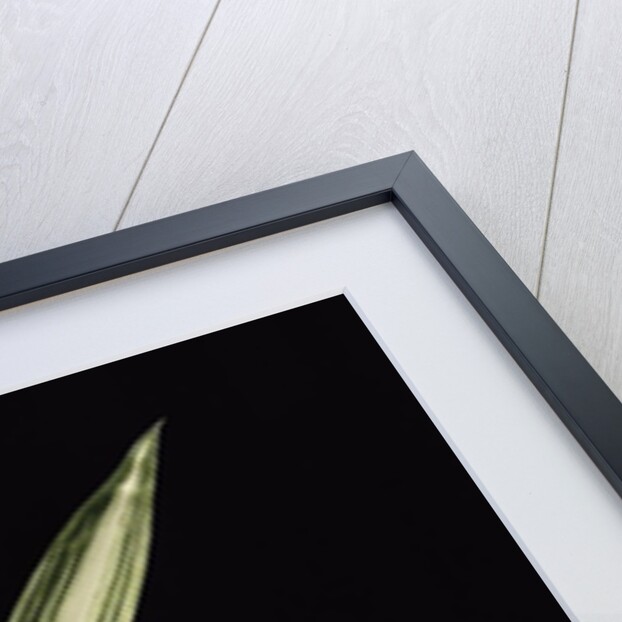 Pleioblastus shibuyanus 'Tsuboi' (tsuboi bamboo) - leaf by Anonymous