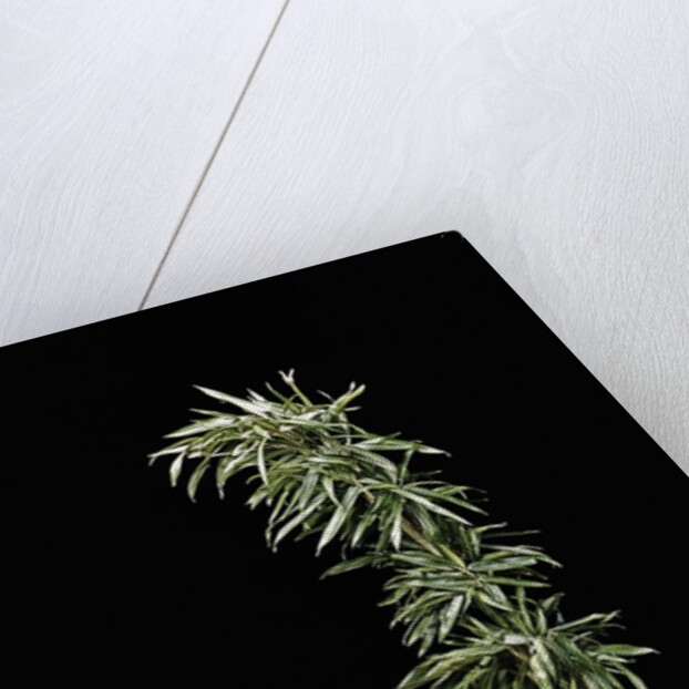 Pleioblastus shibuyanus 'Tsuboi' (tsuboi bamboo) by Anonymous