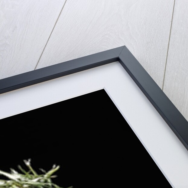 Pleioblastus shibuyanus 'Tsuboi' (tsuboi bamboo) by Anonymous