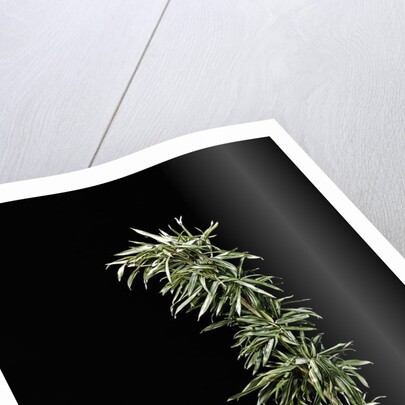 Pleioblastus shibuyanus 'Tsuboi' (tsuboi bamboo) by Anonymous