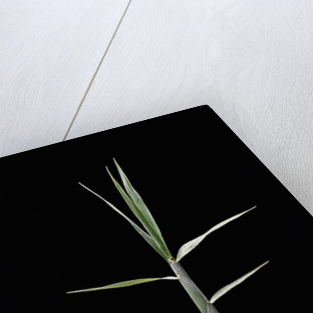 Pleioblastus gramineus (grass bamboo) - shoot by Anonymous