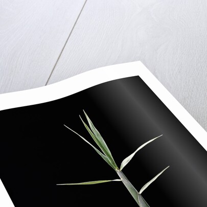Pleioblastus gramineus (grass bamboo) - shoot by Anonymous