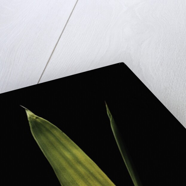 Pleioblastus viridistriatus 'Chrysophyllus' (bamboo) - leaf by Anonymous